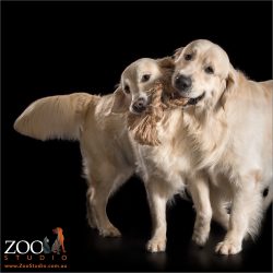 fur sibling golden retrievers playing tug of war