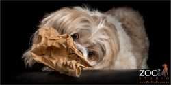 lhaso apso chomping on brown paper bag