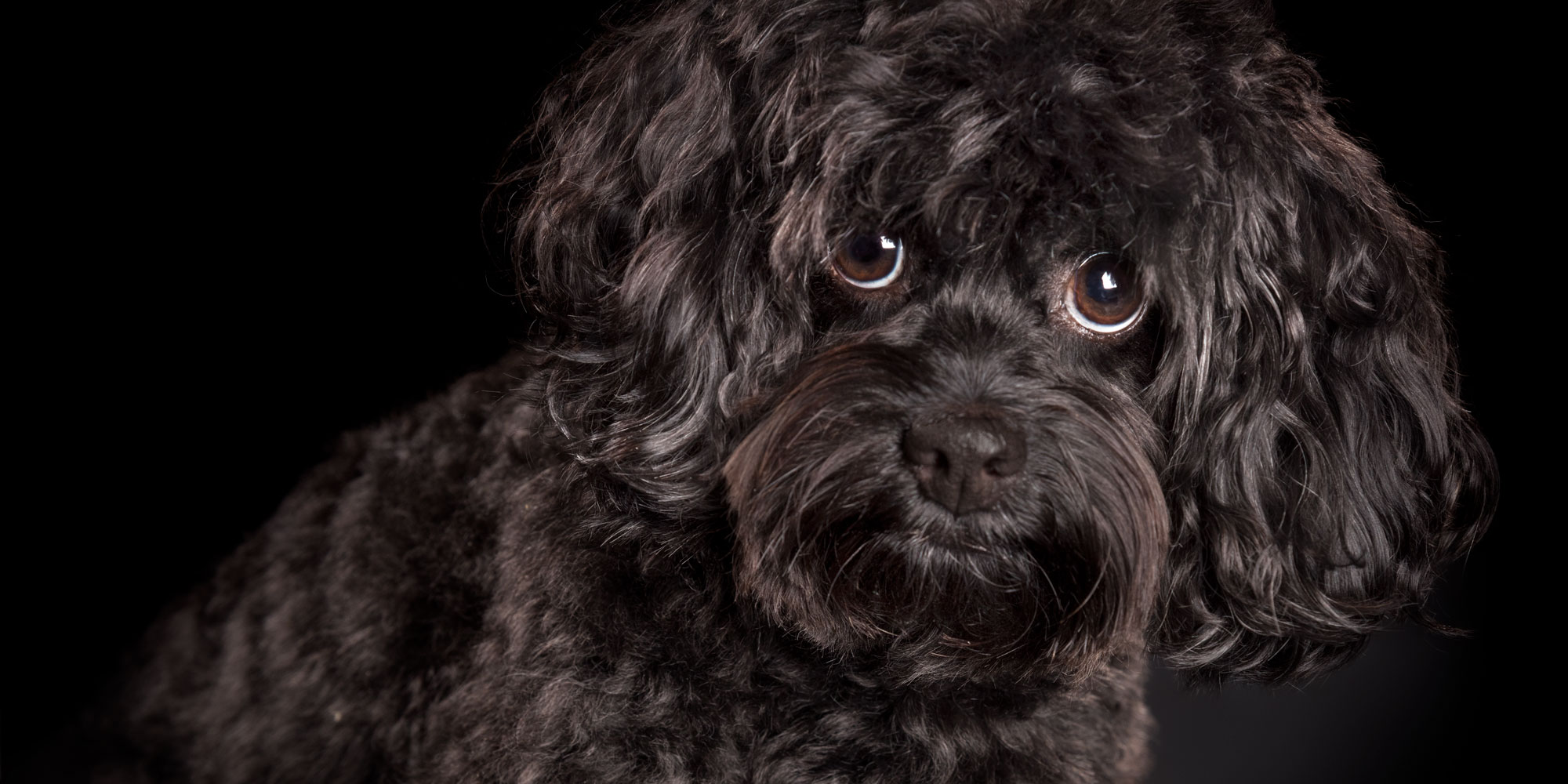 Tibetan spaniel x store poodle